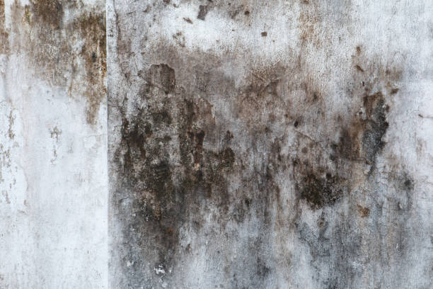 Best Forensic Mold Investigation  in Bonita Springs, FL