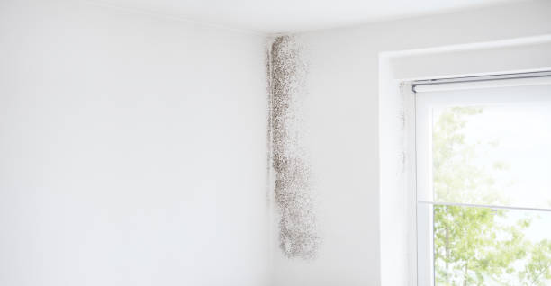 Best Mold-Related Health Consultation  in Bonita Springs, FL
