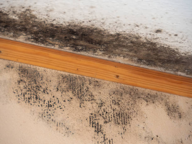 Mold Remediation for Rental Properties in Bonita Springs, FL