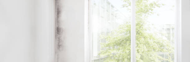 Best Real Estate Mold Inspection  in Bonita Springs, FL
