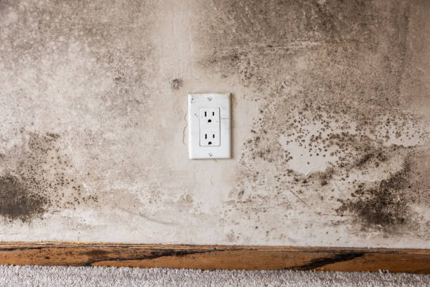 Best Attic Mold Removal  in Bonita Springs, FL