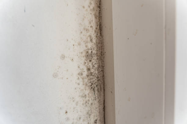Mold Removal for HVAC Installations in Bonita Springs, FL