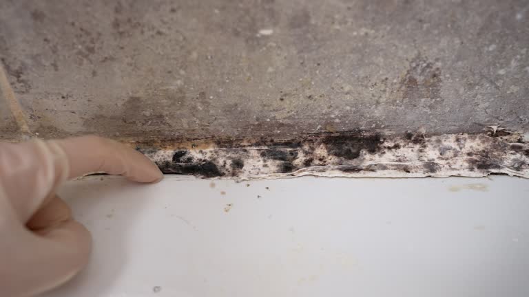 Dehumidification Services in Bonita Springs, FL
