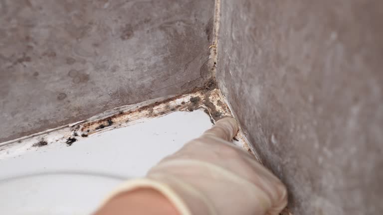 Best Mold Remediation for Healthcare Facilities  in Bonita Springs, FL